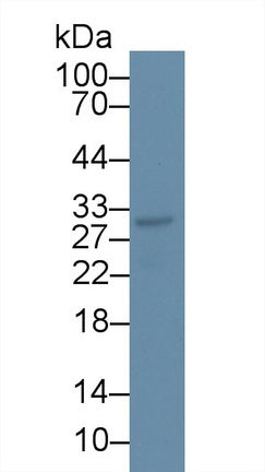 CD300 Antigen Like Family Member C (CD300c) Monoclonal Antibody - image 2