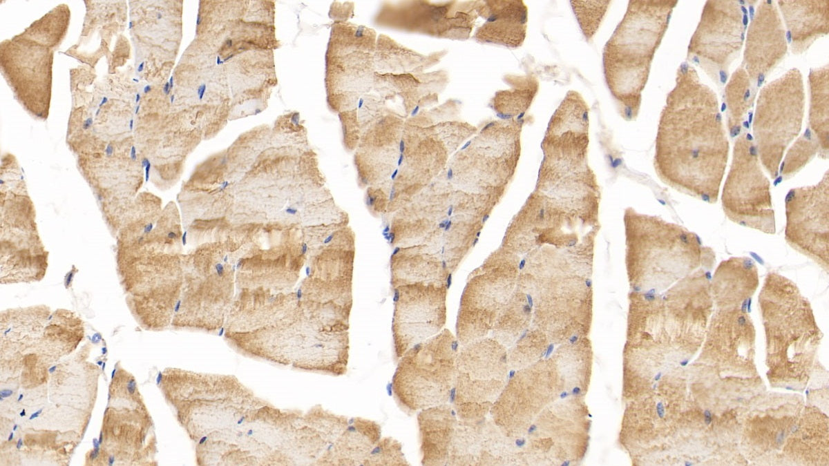 DAB staining on IHC-P; Sample: Mouse Kidney Tissue; Primary Ab: 30ug/ml Mouse Anti-Mouse DTYMK Antibody; Second Ab: 2ug/mL HRP-Linked Caprine Anti-Mouse IgG Polyclonal Antibody