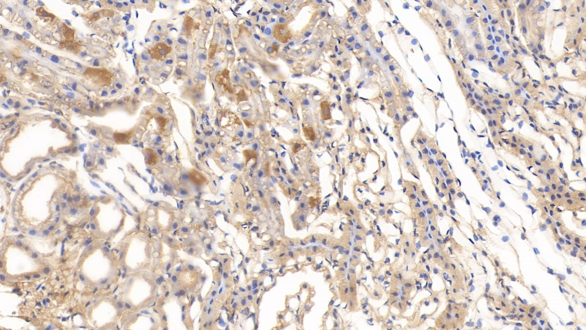 Western Blot; Sample: Hela cell lysate Primary Ab: 2ug/ml Mouse Anti-Mouse DTYMK Antibody Second Ab: 0.2ug/mL HRP-Linked Caprine Anti-Mouse IgG Polyclonal Antibody