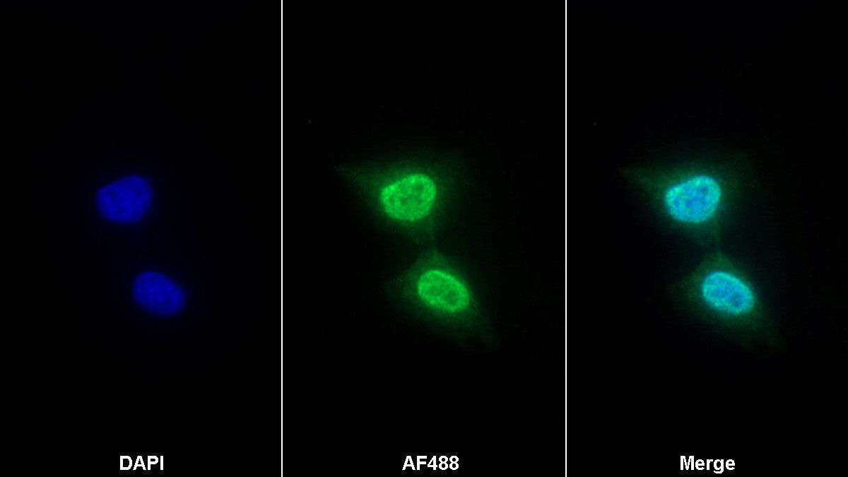 Western Blot; Sample: Lane1: Porcine Liver lysate; Lane2: Hela cell lysate; Lane3: 293T cell lysate; Lane4: Jurkat cell lysate Primary Ab: 1ug/ml Mouse Anti-Human TBP Antibody Second Ab: 0.2ug/mL HRP-Linked Caprine Anti-Mouse IgG Polyclonal Antibody