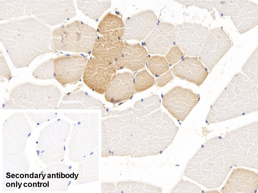 Tryptophan-2,3-dioxygenase (TDO) Monoclonal Antibody - image 5