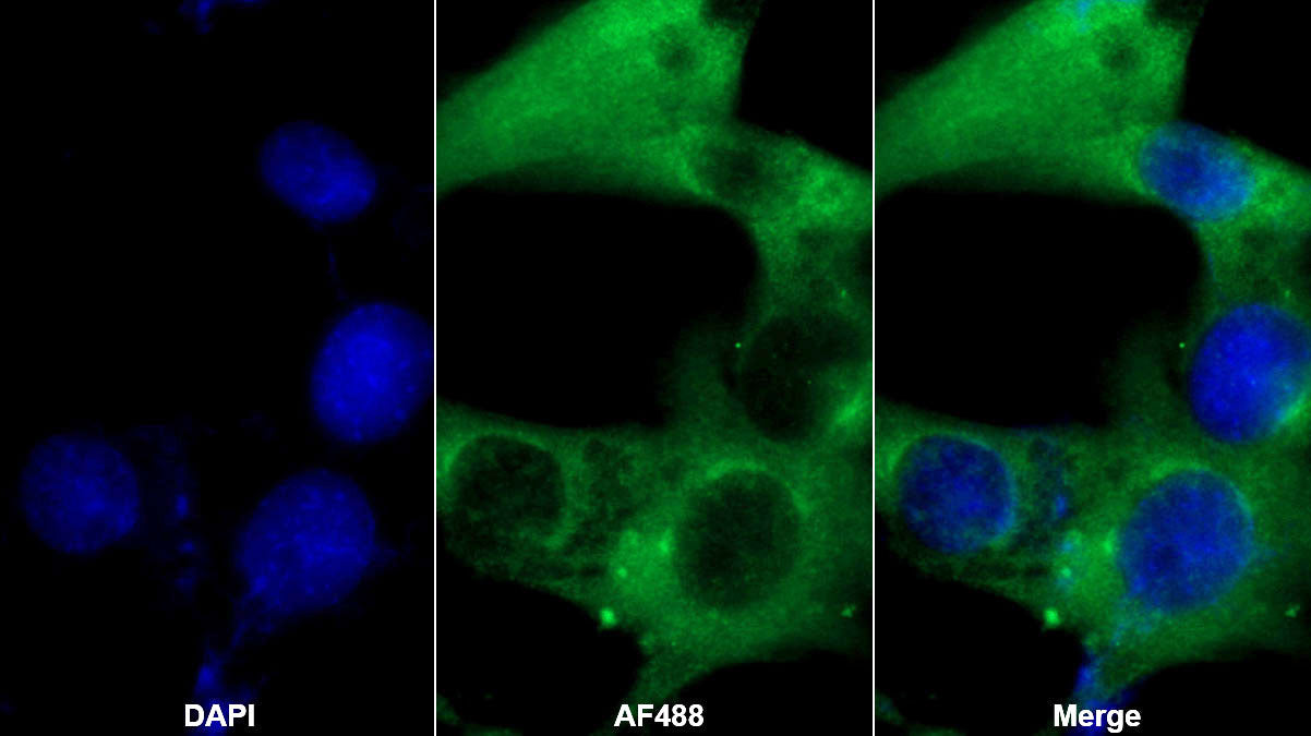 Western Blot; Sample: Rat Serum; Primary Ab: 3ug/ml Mouse Anti-Rat AGT Antibody Second Ab: 0.2ug/mL HRP-Linked Caprine Anti-Mouse IgG Polyclonal Antibody