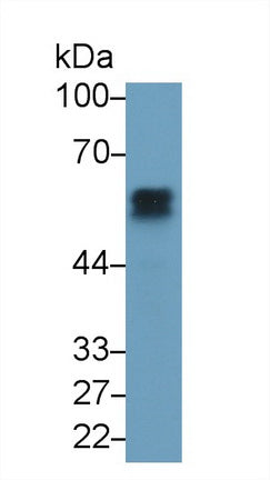 Angiotensinogen (AGT) Monoclonal Antibody - image 5