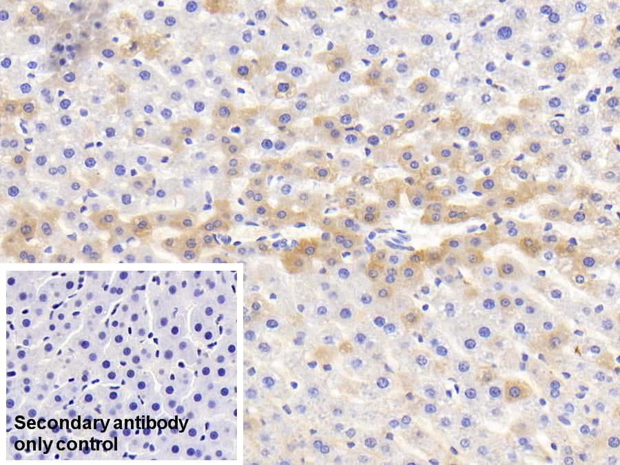 Western Blot; Sample: Lane1: Rat Serum; Lane2: Rat Plasma; Lane3: Rat Pancreas lysate; Lane4: Rat Liver lysate Primary Ab: 5ug/ml Mouse Anti-Rat HRG Antibody Second Ab: 0.2ug/mL HRP-Linked Caprine Anti-Mouse IgG Polyclonal Antibody