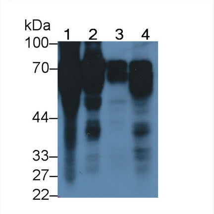 Histidine Rich Glycoprotein (HRG) Monoclonal Antibody - image 4