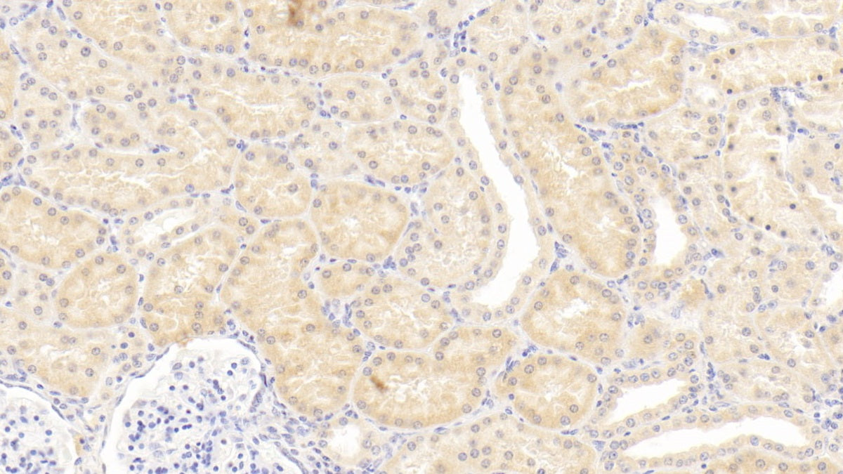 Osteopontin (OPN) Monoclonal Antibody - image 2