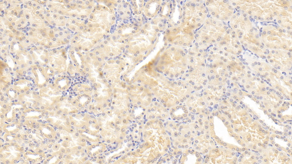 Osteopontin (OPN) Monoclonal Antibody - image 2