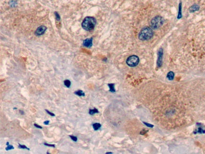 DAB staining on IHC-P; Sample: Human Stomach Tissue; Primary Ab: 20ug/ml Mouse Anti-Human UCN2 Antibody; Second Ab: 2ug/mL HRP-Linked Caprine Anti-Mouse IgG Polyclonal Antibody