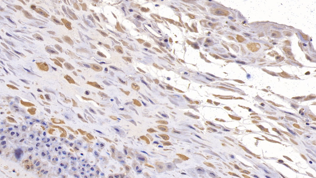 DAB staining on IHC-P; Sample: Human Kidney Tissue; Primary Ab: 10ug/ml Mouse Anti-Human CD73 Antibody; Second Ab: 2ug/mL HRP-Linked Caprine Anti-Mouse IgG Polyclonal Antibody