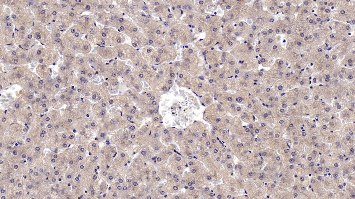 Cluster Of Differentiation 73 (CD73) Monoclonal Antibody - image 5