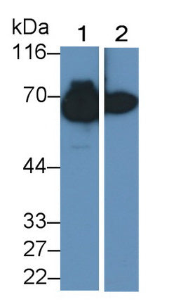Western Blot; Samples: Lane1: Human Urine; Lane2: Human Serum; Primary Ab: 0.005ug/ml Mouse Anti-Human ALB Antibody; Second Ab: 0.2ug/ml HRP-Linked Caprine Anti-Mouse IgG Polyclonal Antibody