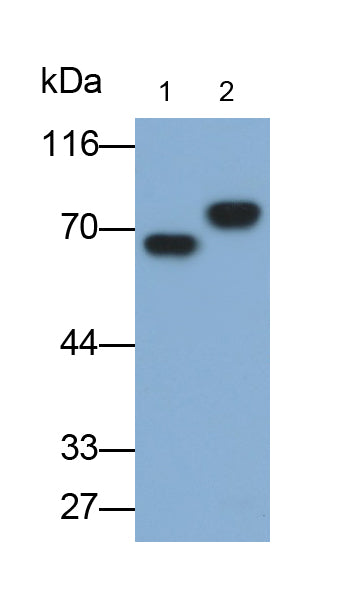 Albumin (ALB) Monoclonal Antibody - image 3