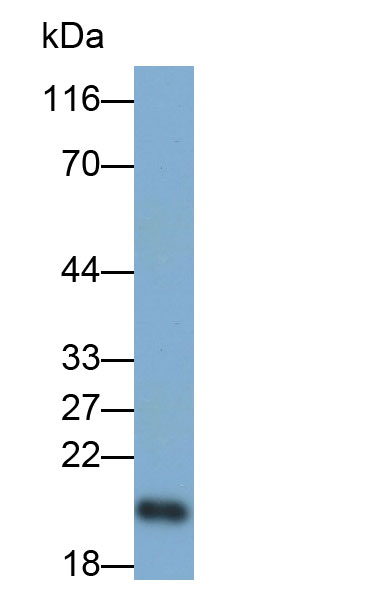 Retinol Binding Protein 4 (RBP4) Monoclonal Antibody - image 4