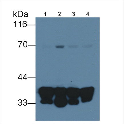 Western Blot; Samples: Lane1: Canine Spleen lysate; Lane2: Canine Small intestine lysate; Primary Ab: 0.2ug/ml Mouse Anti-Rat ANXA1 Antibody; Second Ab: 0.2ug/ml HRP-Linked Caprine Anti-Mouse IgG Polyclonal Antibody