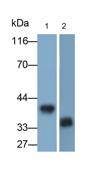Annexin A1 (ANXA1) Monoclonal Antibody - image 4