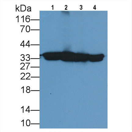 Annexin A1 (ANXA1) Monoclonal Antibody - image 3