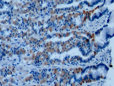 DAB staining on IHC-P; Sample: Human Small intestine Tissue; Primary Ab: 10ug/ml Mouse Anti-Rat ANXA1 Antibody; Second Ab: 2ug/mL HRP-Linked Caprine Anti-Mouse IgG Polyclonal Antibody