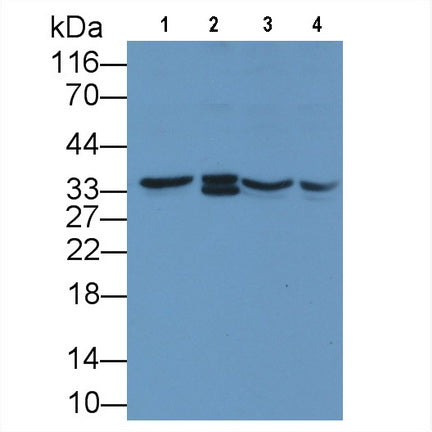 Annexin A1 (ANXA1) Monoclonal Antibody - image 5