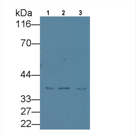 Annexin A1 (ANXA1) Monoclonal Antibody - image 2