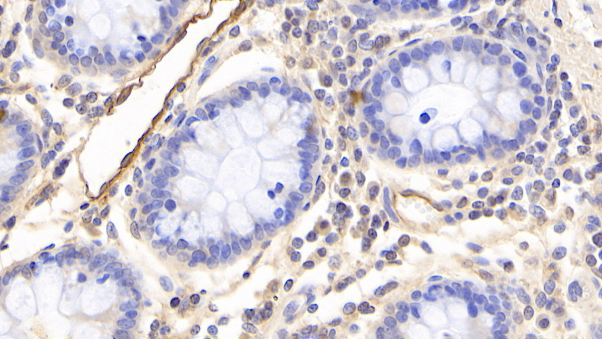 Western Blot; Sample: Lane1: Human Serum; Lane2: Porcine Skeletal muscle lysate; Lane3: Hela cell lysate; Lane4: HepG2 cell lysate Primary Ab: 2ug/ml Mouse Anti-Human ADP Antibody Second Ab: 0.2ug/mL HRP-Linked Caprine Anti-Mouse IgG Polyclonal Antibody