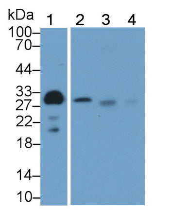 Adiponectin (ADPN) Monoclonal Antibody - image 5