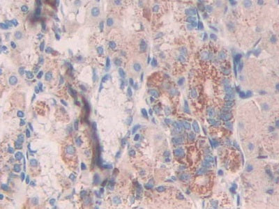 DAB staining on IHC-P; Sample: Human Pancreas Tissue; Primary Ab: 40ug/ml Mouse Anti-Rat AGR2 Antibody; Second Ab: 2ug/mL HRP-Linked Caprine Anti-Mouse IgG Polyclonal Antibody