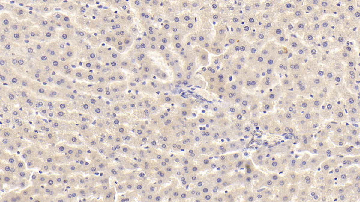 DAB staining on IHC-P; Sample: Rat Testis Tissue; Primary Ab: 30ug/ml Mouse Anti-Rat TGFb1 Antibody; Second Ab: 2ug/mL HRP-Linked Caprine Anti-Mouse IgG Polyclonal Antibody