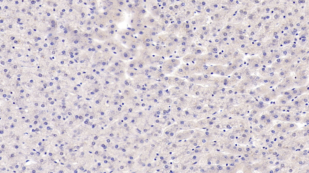 Alpha-Hemoglobin Stabilizing Protein (aHSP) Monoclonal Antibody - image 2
