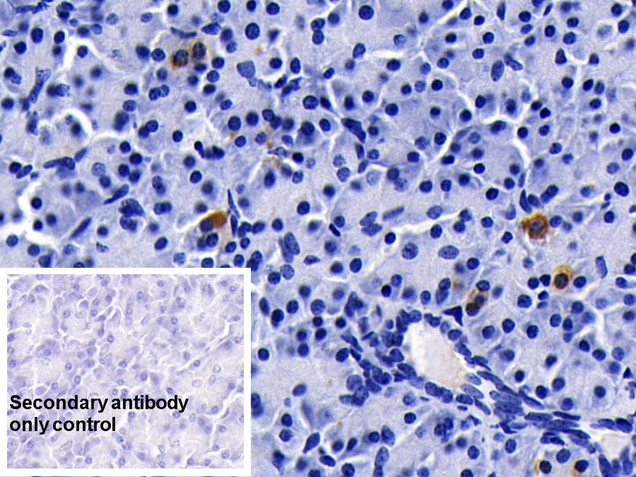 Western Blot; Sample: Lane1: Porcine Serum; Lane2: Porcine Lung lysate; Lane3: Porcine Cerebrum lysate Primary Ab: 2ug/ml Mouse Anti-Porcine CLU Antibody Second Ab: 0.2ug/mL HRP-Linked Caprine Anti-Mouse IgG Polyclonal Antibody