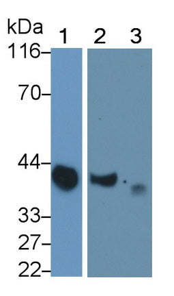 Clusterin (CLU) Monoclonal Antibody - image 4