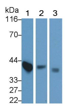 Clusterin (CLU) Monoclonal Antibody - image 4