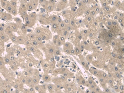AF488 staining on IF; Sample: HepG2 cell; Primary Ab: 30ug/ml Mouse Anti-Human a1BG Antibody; Second Ab: 2ug/ml AF488-Linked Caprine Anti-Mouse IgG Polyclonal Antibody