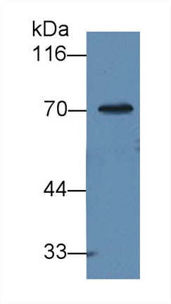 Alpha-1-B-Glycoprotein (a1BG) Monoclonal Antibody - image 4