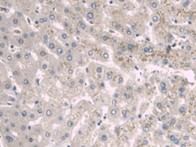 Western Blot; Sample: Human Serum Primary Ab: 2ug/ml Mouse Anti-Human a1BG Antibody Second Ab: 0.2ug/mL HRP-Linked Rabbit Anti-Mouse IgG Polyclonal Antibody