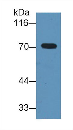 Alpha-1-B-Glycoprotein (a1BG) Monoclonal Antibody - image 3