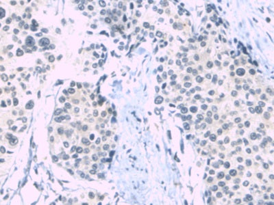 Western Blot; Sample: Human Serum Primary Ab: 2ug/ml Mouse Anti-Human a1BG Antibody Second Ab: 0.2ug/mL HRP-Linked Rabbit Anti-Mouse IgG Polyclonal Antibody