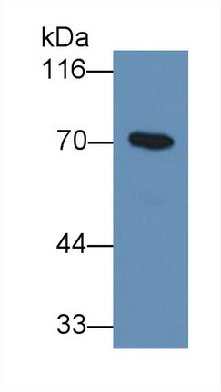 Western Blot; Sample: Lane1: Human Serum; Lane2: Human Plasma; Lane3: Human Placenta lysate; Primary Ab: 0.3ug/ml Mouse Anti-Human a1BG Antibody; Second Ab: 0.2ug/mL HRP-Linked Caprine Anti-Mouse IgG Polyclonal Antibody