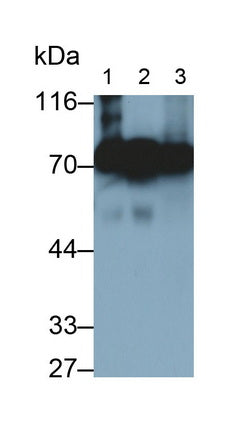 Alpha-1-B-Glycoprotein (a1BG) Monoclonal Antibody - image 5