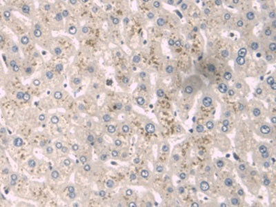 Western Blot; Sample: Human Serum Primary Ab: 2ug/ml Mouse Anti-Human a1BG Antibody Second Ab: 0.2ug/mL HRP-Linked Rabbit Anti-Mouse IgG Polyclonal Antibody
