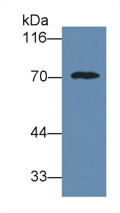 Western Blot; Sample: Lane1: Human Serum; Lane2: Human Plasma; Lane3: Human Placenta lysate; Primary Ab: 0.3ug/ml Mouse Anti-Human a1BG Antibody; Second Ab: 0.2ug/mL HRP-Linked Caprine Anti-Mouse IgG Polyclonal Antibody