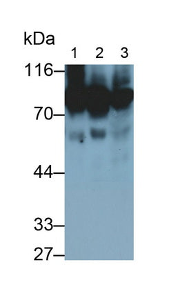 Alpha-1-B-Glycoprotein (a1BG) Monoclonal Antibody - image 5