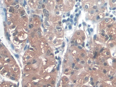 Western Blot; Sample: Lane1: Porcine Stomach lysate; Lane2: Human Urine Primary Ab: 3ug/ml Mouse Anti-Human PGA Antibody Second Ab: 0.2ug/mL HRP-Linked Caprine Anti-Mouse IgG Polyclonal Antibody