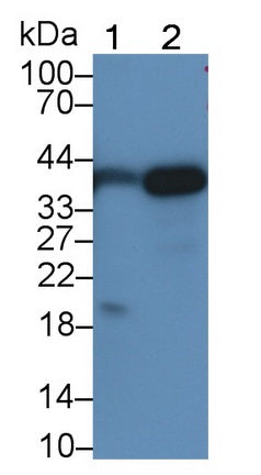 Pepsinogen A (PGA) Monoclonal Antibody - image 3