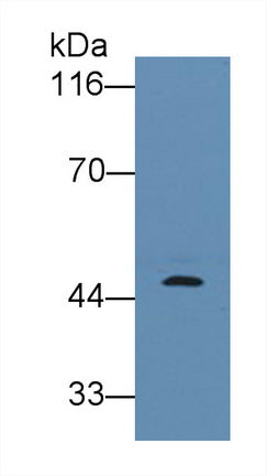 Western Blot; Sample: Lane1: Human Urine; Lane2: Porcine Stomach lysate; Primary Ab: 0.2ug/ml Mouse Anti-Human PGA Antibody; Second Ab: 0.2ug/mL HRP-Linked Caprine Anti-Mouse IgG Polyclonal Antibody