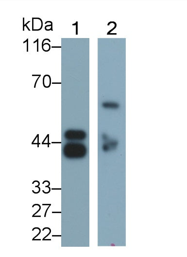 Pepsinogen A (PGA) Monoclonal Antibody - image 3