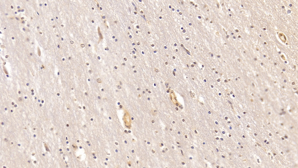 Myelin Oligodendrocyte Glycoprotein (MOG) Monoclonal Antibody - image 2