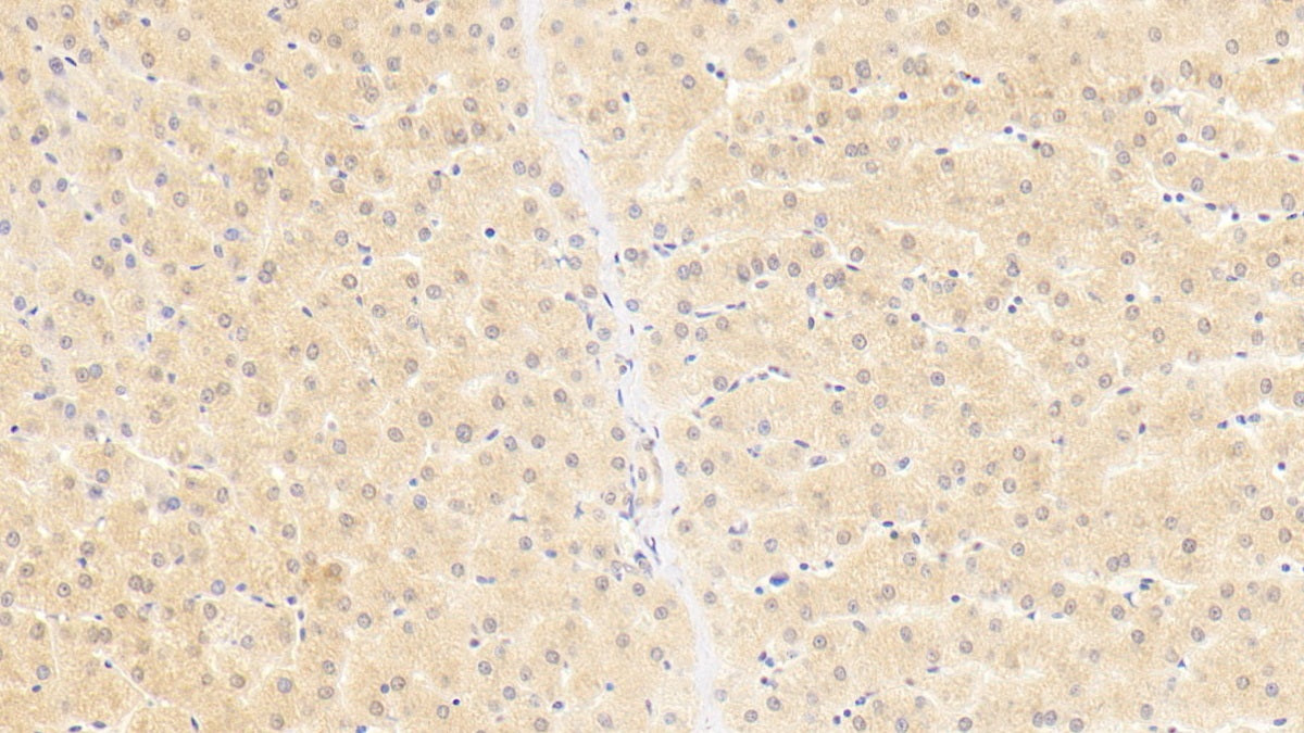 2',5'-Oligoadenylate Synthetase 1 (OAS1) Monoclonal Antibody - image 2