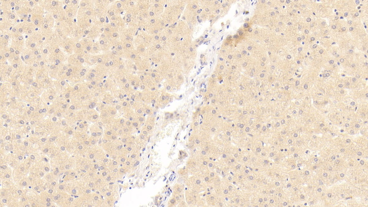 2',5'-Oligoadenylate Synthetase 1 (OAS1) Monoclonal Antibody - image 3