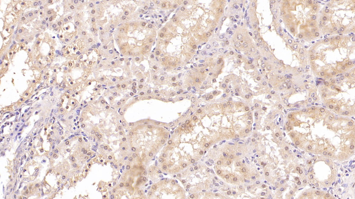 Na-Cl Cotransporter (NCCT) Monoclonal Antibody - image 2