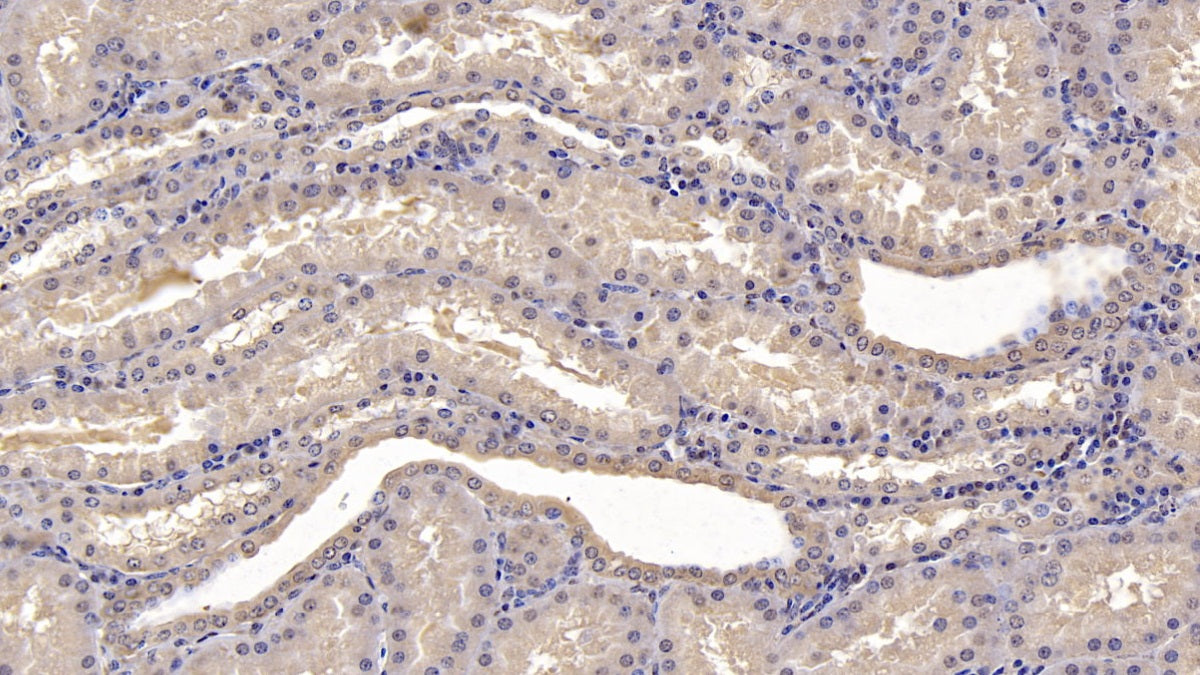 Na-Cl Cotransporter (NCCT) Monoclonal Antibody - image 2